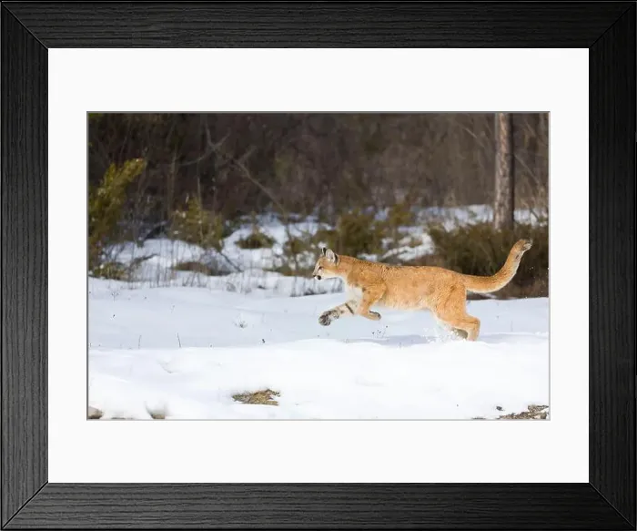 Framed Print : Puma Felis concolor, juvenile running on snow, Montana, USA, March Framed Print : Puma Felis concolor, juvenile running on snow, Montana, USA, March