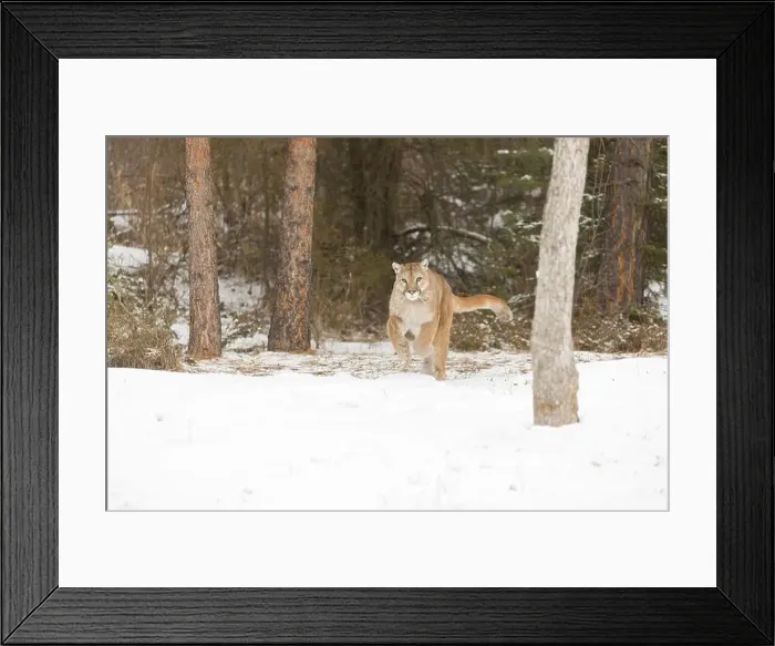 Framed Print : Puma Felis concolor, adult running on snow at forest edge, Montana, USA, March Framed Print : Puma Felis concolor, adult running on snow at forest edge, Montana, USA, March