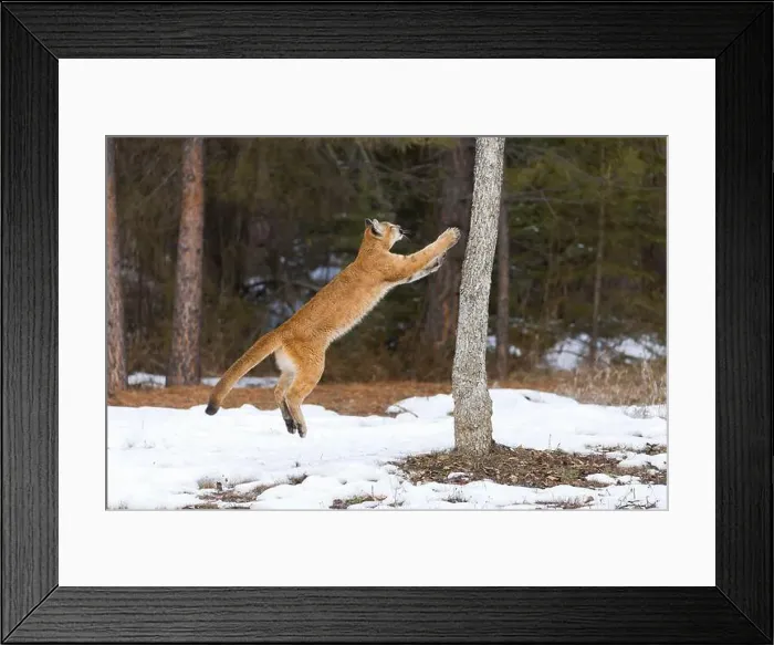 Framed Print : Puma Felis concolor, juvenile jumping up tree, Montana, USA, March Framed Print : Puma Felis concolor, juvenile jumping up tree, Montana, USA, March