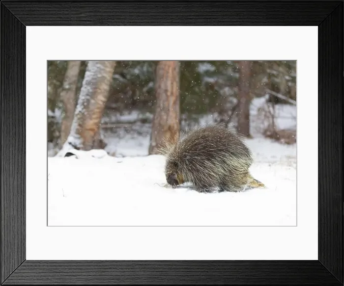 Framed Print : North American porcupine Erethizon dorsatum, adult male standing on snow, sniffing grass, Montana, USA, March Framed Print : North American porcupine Erethizon dorsatum, adult male standing on snow, sniffing grass, Montana, USA, March