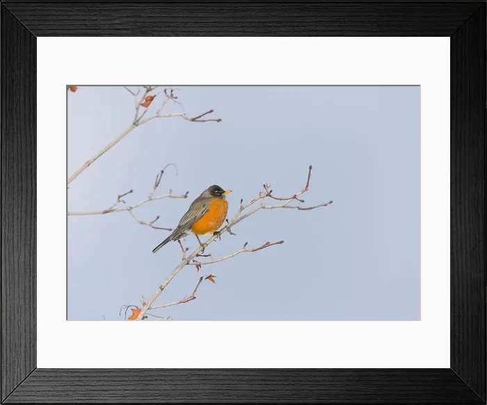 Framed Print : American robin Turdus migratorius, adult perched on branch, Montana, USA, March Framed Print : American robin Turdus migratorius, adult perched on branch, Montana, USA, March