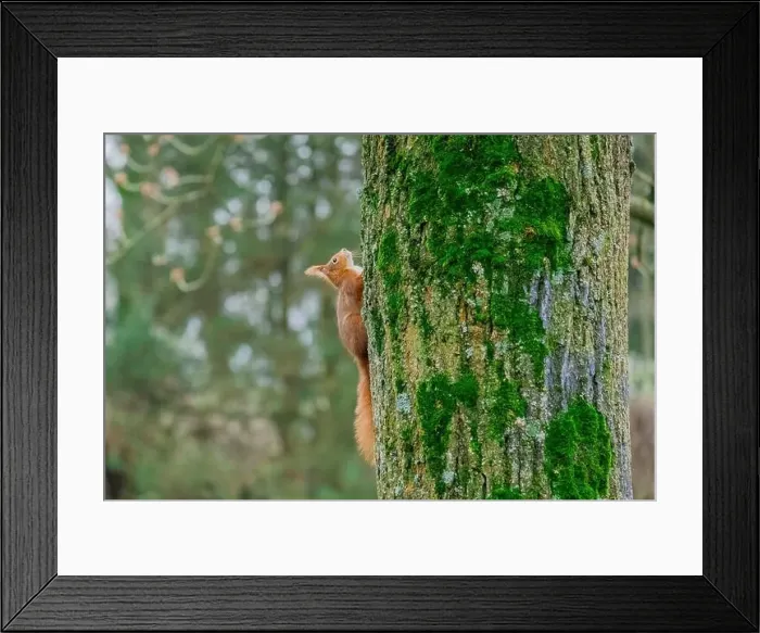 Framed Print : cute young squirrel portrait on tree at park Framed Print : cute young squirrel portrait on tree at park