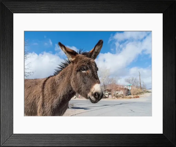 Framed Print : Portrait of a feral donkey, Equus africanus asinus, shown in the town of Beatty, Nevada
