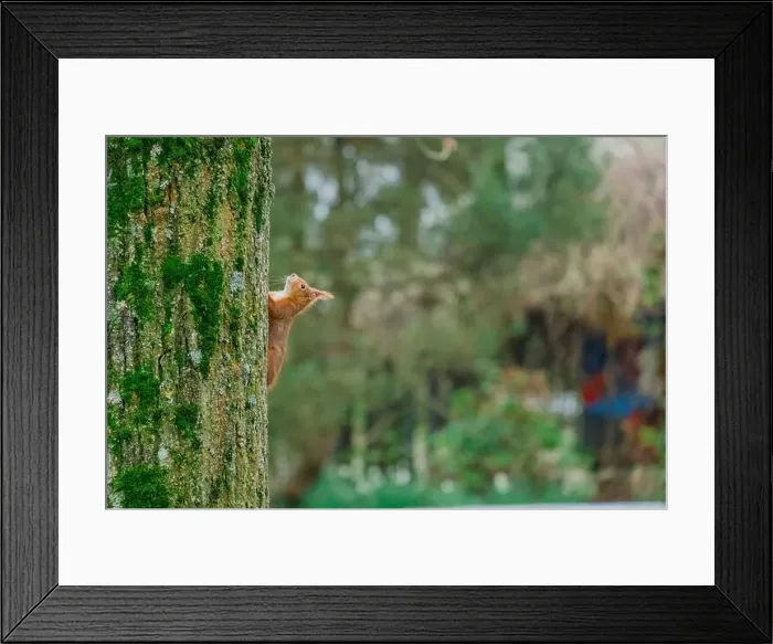 Framed Print : cute young squirrel portrait on tree at park Framed Print : cute young squirrel portrait on tree at park