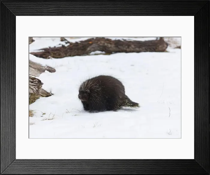 Framed Print : North American porcupine Erethizon dorsatum, adult female standing on snow, Montana, USA, March Framed Print : North American porcupine Erethizon dorsatum, adult female standing on snow, Montana, USA, March
