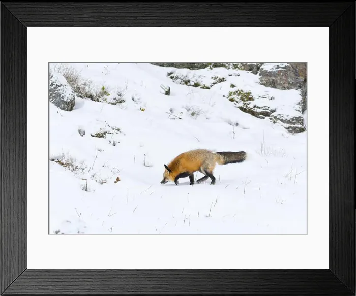 Framed Print : Red fox Vulpes vulpes, adult walking on snow, Montana, USA, March Framed Print : Red fox Vulpes vulpes, adult walking on snow, Montana, USA, March