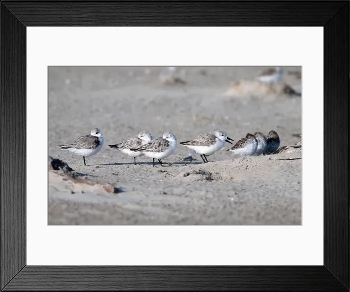 Framed Print : The small flock of sanderlings hiding from the stormy wing behind the grass pile on the sand beach Framed Print : The small flock of sanderlings hiding from the stormy wing behind the grass pile on the sand beach