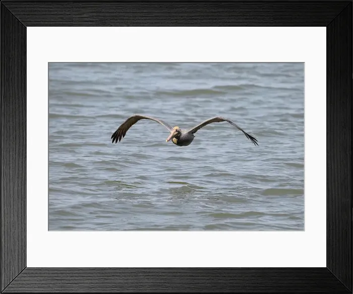 Framed Print : Brown pelican (Pelecanus occidentalis) flying over ocean, Galveston, Texas, USA Framed Print : Brown pelican (Pelecanus occidentalis) flying over ocean, Galveston, Texas, USA