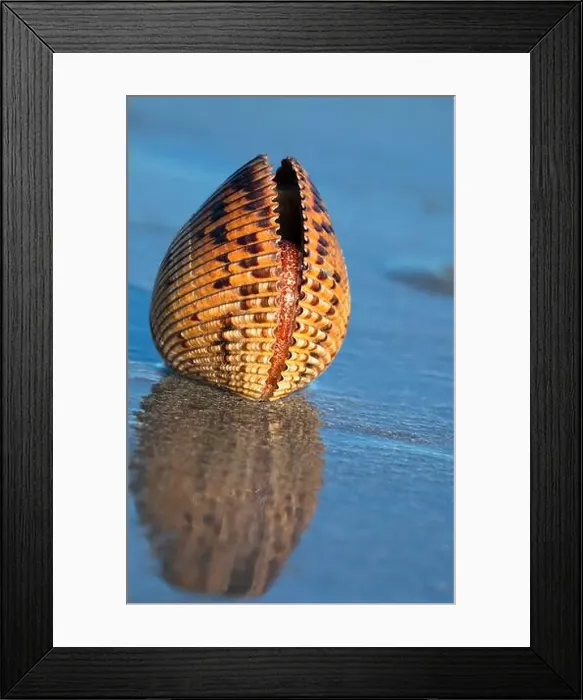 Framed Print : The Atlantic Giant Cockle, Dinocardium robustum, is one of the largest shallow-water bivalves Framed Print : The Atlantic Giant Cockle, Dinocardium robustum, is one of the largest shallow-water bivalves
