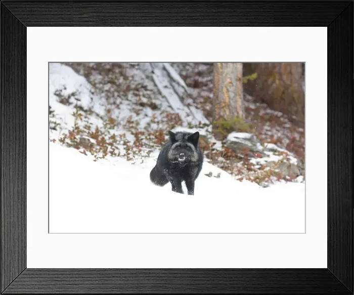Framed Print : Silver fox Vulpes vulpes, adult standing on snow, Montana, USA, March Framed Print : Silver fox Vulpes vulpes, adult standing on snow, Montana, USA, March