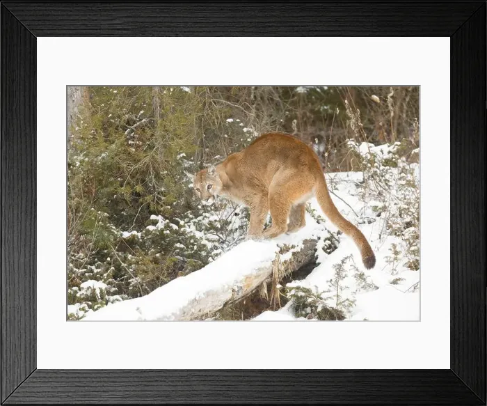 Framed Print : Puma Felis concolor, adult standing on snow covered fallen tree, Montana, USA, March Framed Print : Puma Felis concolor, adult standing on snow covered fallen tree, Montana, USA, March