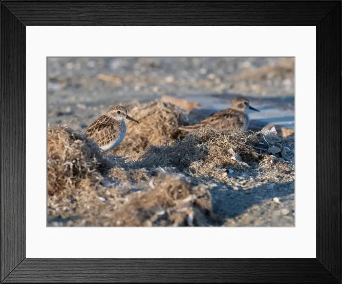 Framed Print : Least Sandpiper (Calidris minutilla) hiding in debris on the beach, Galveston, Texas Framed Print : Least Sandpiper (Calidris minutilla) hiding in debris on the beach, Galveston, Texas