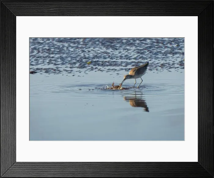 Framed Print : A Willet (Tringa semipalmata) eating a crab, Loreto, baja California Sur, Mexico Framed Print : A Willet (Tringa semipalmata) eating a crab, Loreto, baja California Sur, Mexico