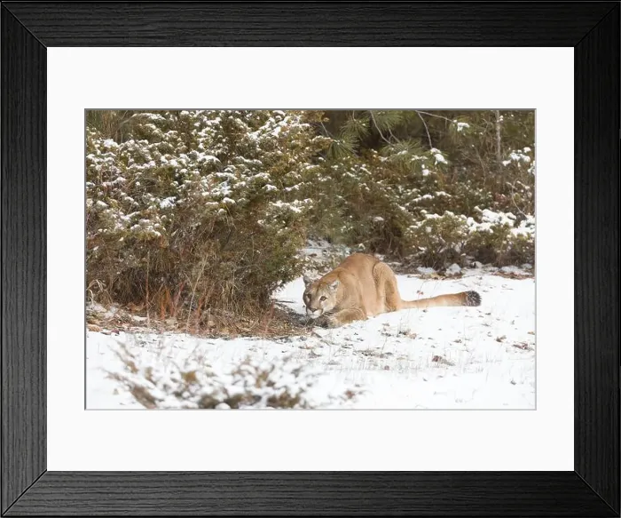 Framed Print : Puma Felis concolor, adult crouching on snow covered ground, Montana, USA, March Framed Print : Puma Felis concolor, adult crouching on snow covered ground, Montana, USA, March