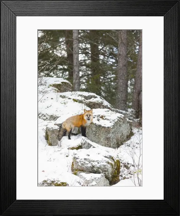 Framed Print : Red fox Vulpes vulpes, adult standing on rock in snow, Montana, USA, March Framed Print : Red fox Vulpes vulpes, adult standing on rock in snow, Montana, USA, March