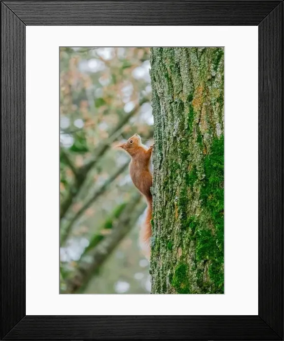 Framed Print : cute young squirrel portrait on tree at park Framed Print : cute young squirrel portrait on tree at park