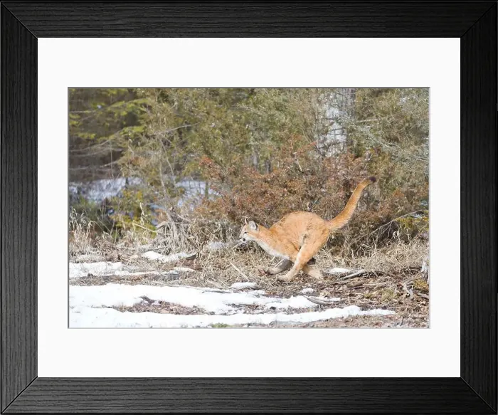Framed Print : Puma Felis concolor, juvenile running, Montana, USA, March Framed Print : Puma Felis concolor, juvenile running, Montana, USA, March