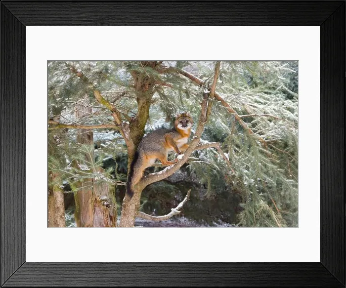 Framed Print : Grey fox Urocyon cinereoargenteus, adult standing in pine, Montana, USA, March Framed Print : Grey fox Urocyon cinereoargenteus, adult standing in pine, Montana, USA, March