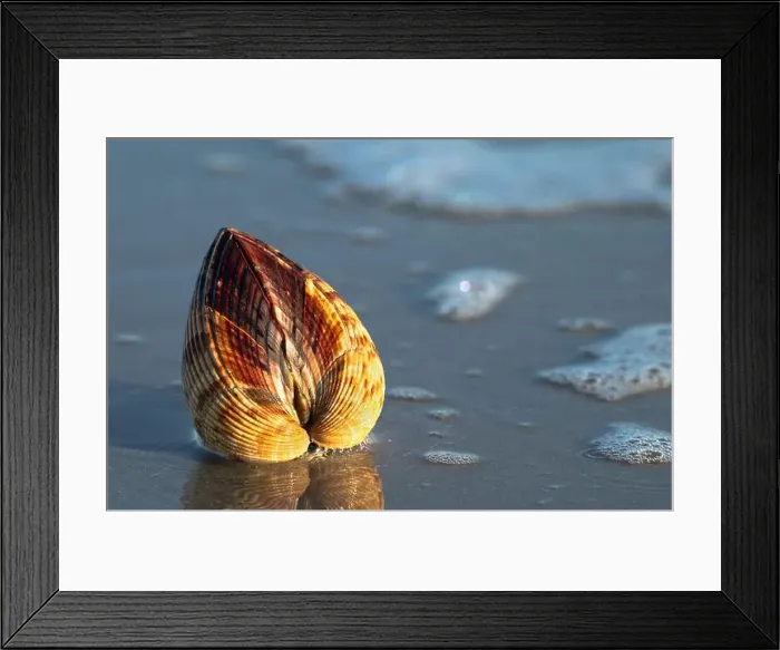 Framed Print : The Atlantic Giant Cockle, Dinocardium robustum, is one of the largest shallow-water bivalves Framed Print : The Atlantic Giant Cockle, Dinocardium robustum, is one of the largest shallow-water bivalves