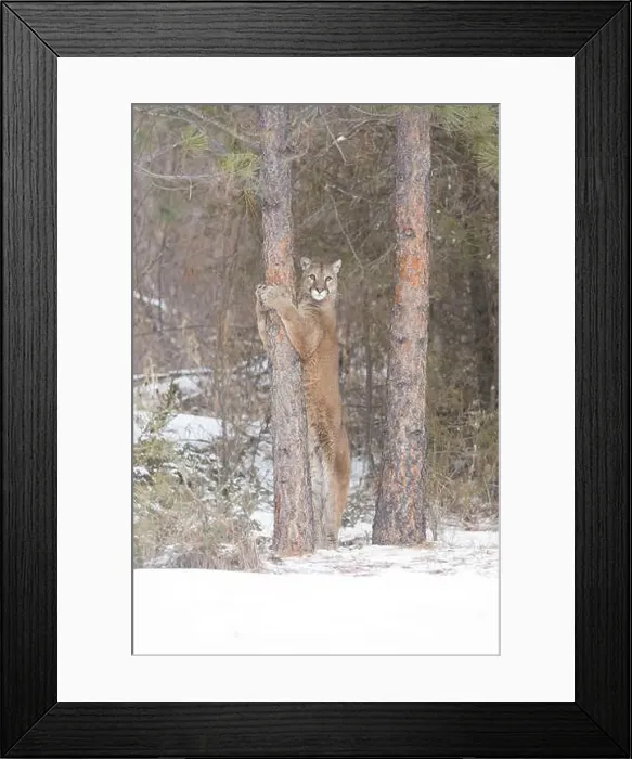 Framed Print : Puma Felis concolor, adult standing against tree, Montana, USA, March Framed Print : Puma Felis concolor, adult standing against tree, Montana, USA, March