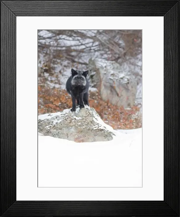 Framed Print : Silver fox Vulpes vulpes, adult standing on rock, Montana, USA, March Framed Print : Silver fox Vulpes vulpes, adult standing on rock, Montana, USA, March