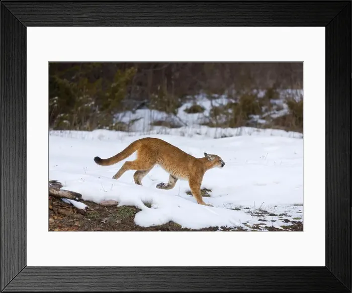 Framed Print : Puma Felis concolor, juvenile walking on snow, Montana, USA, March Framed Print : Puma Felis concolor, juvenile walking on snow, Montana, USA, March