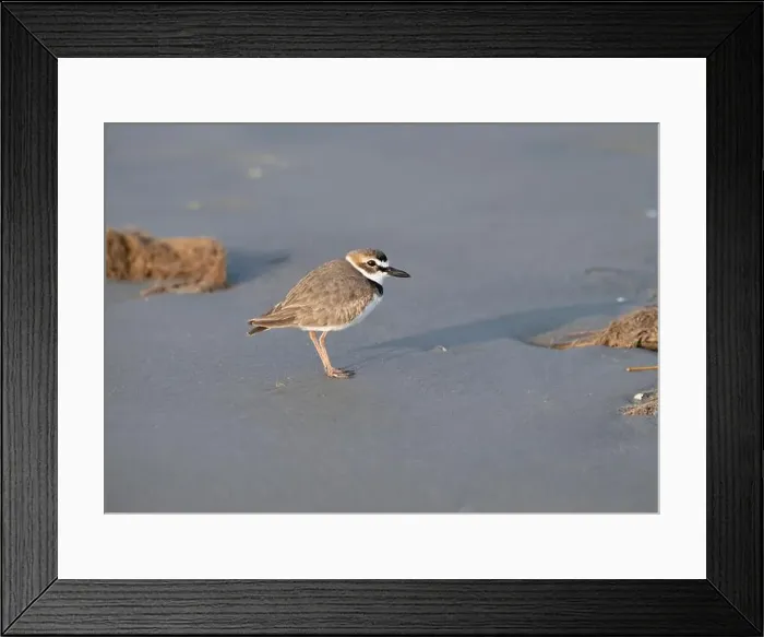 Framed Print : Wilson's plover on the sand beach, Galveston, Texas Framed Print : Wilson's plover on the sand beach, Galveston, Texas