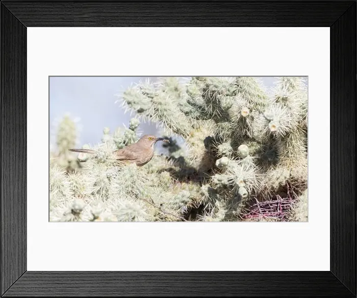 Framed Print : A Curve-billed Thrasher brings food for its nestlings; Tucson, AZ