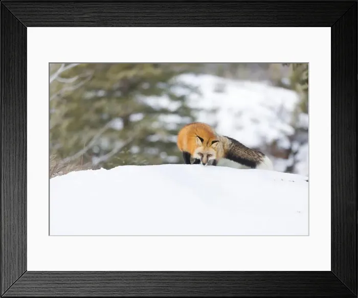 Framed Print : Red fox Vulpes vulpes, adult walking on snow, Montana, USA, March Framed Print : Red fox Vulpes vulpes, adult walking on snow, Montana, USA, March