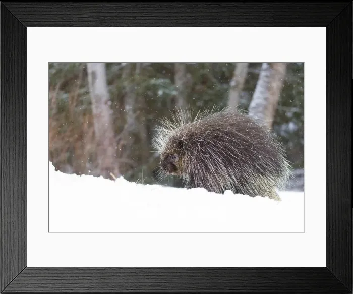 Framed Print : North American porcupine Erethizon dorsatum, adult male standing on snow, Montana, USA, March Framed Print : North American porcupine Erethizon dorsatum, adult male standing on snow, Montana, USA, March