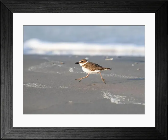 Framed Print : Wilson's plover running through the sand beach, Galveston, Texas Framed Print : Wilson's plover running through the sand beach, Galveston, Texas
