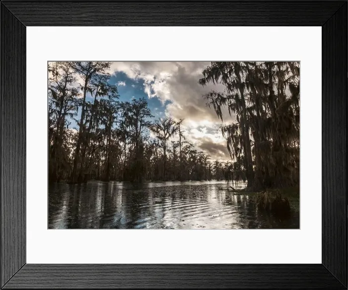 Framed Print : Swamp tour on a boat near Lafayette, Luisiana Framed Print : Swamp tour on a boat near Lafayette, Luisiana