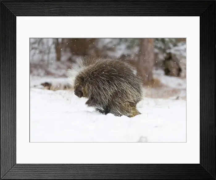 Framed Print : North American porcupine Erethizon dorsatum, adult male standing on snow, Montana, USA, March Framed Print : North American porcupine Erethizon dorsatum, adult male standing on snow, Montana, USA, March