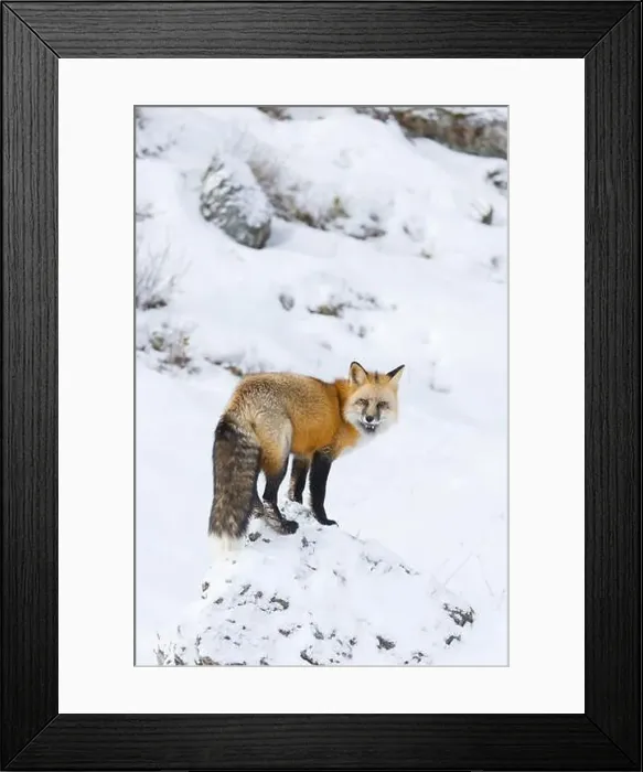 Framed Print : Red fox Vulpes vulpes, adult standing on rock in snow, Montana, USA, March Framed Print : Red fox Vulpes vulpes, adult standing on rock in snow, Montana, USA, March