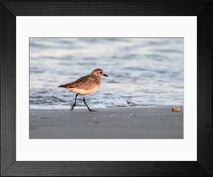 Framed Print : Black-bellied plover (Pluvialis squatarola) running through the beach, Galveston, Texas, USA Framed Print : Black-bellied plover (Pluvialis squatarola) running through the beach, Galveston, Texas, USA