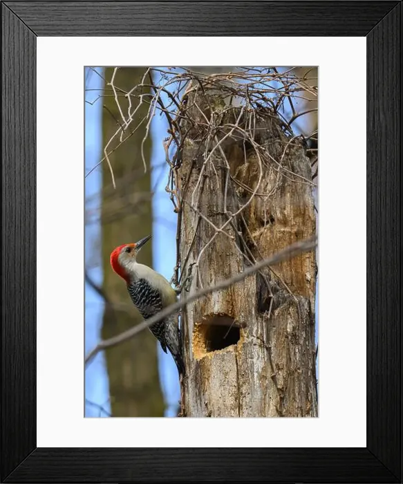 Framed Print : A Red-bellied Woodpecker (Melanerpes carolinus) near its nest hole in a dead tree in Springtime in Michigan, USA Framed Print : A Red-bellied Woodpecker (Melanerpes carolinus) near its nest hole in a dead tree in Springtime in Michigan, USA