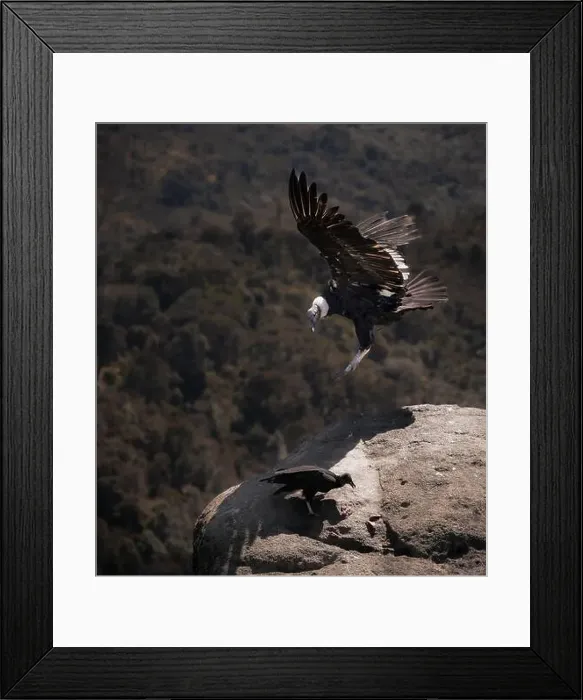 Framed Print : Condor flying in Cauca, Colombia Framed Print : Condor flying in Cauca, Colombia