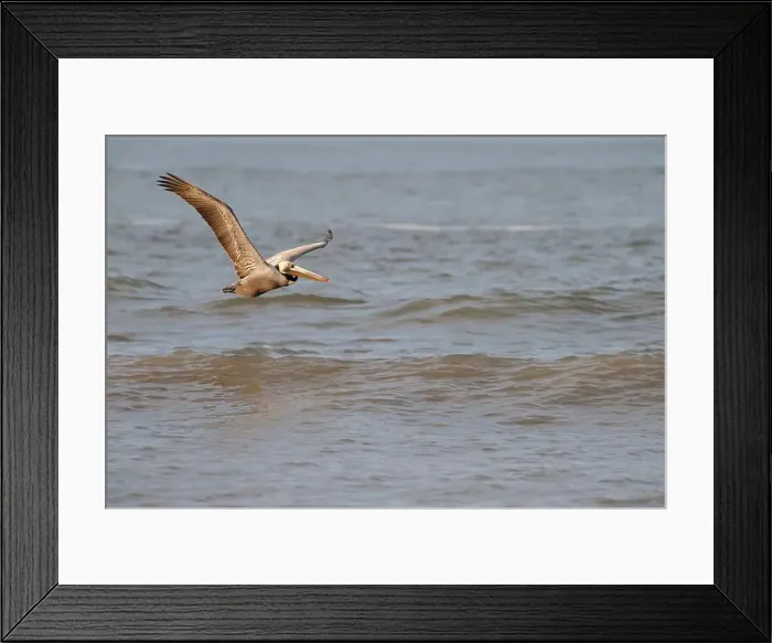 Framed Print : Brown pelican (Pelecanus occidentalis) flying over ocean, Galveston, Texas, USA Framed Print : Brown pelican (Pelecanus occidentalis) flying over ocean, Galveston, Texas, USA