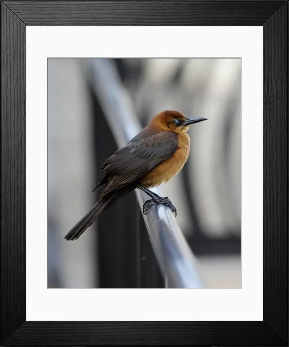 Framed Print : American Boat-tailed Grackle on the look out for food Framed Print : American Boat-tailed Grackle on the look out for food