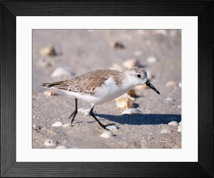 Framed Print : A close up of a sandpiper running along a beach in Naples Florida Framed Print : A close up of a sandpiper running along a beach in Naples Florida