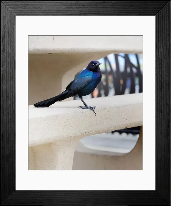Framed Print : American Boat-tailed Grackle on the look out for food Framed Print : American Boat-tailed Grackle on the look out for food