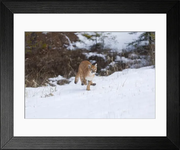 Framed Print : Puma Felis concolor, juvenile running on snow, Montana, USA, March Framed Print : Puma Felis concolor, juvenile running on snow, Montana, USA, March