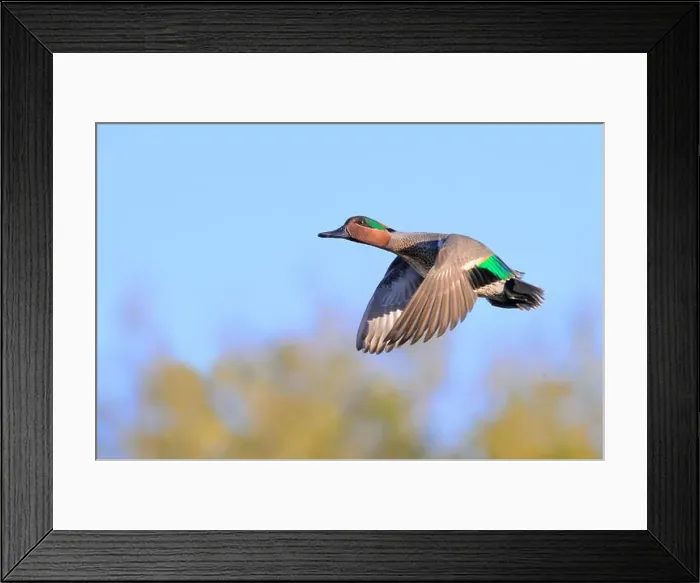 Framed Print : Green-winged teal (Anas crecca) drake flying over trees, Galveston, Texas, USA Framed Print : Green-winged teal (Anas crecca) drake flying over trees, Galveston, Texas, USA