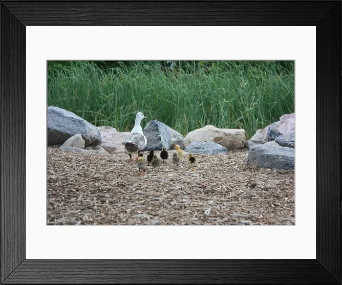 Framed Print : Rear view of a Female Duck and her Ducklings walking towards a pond, Provo, Utah, USA Framed Print : Rear view of a Female Duck and her Ducklings walking towards a pond, Provo, Utah, USA
