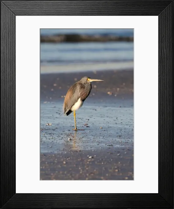 Framed Print : The tricolored heron (Egretta tricolor) on the beach. Galveston, Texas, USA Framed Print : The tricolored heron (Egretta tricolor) on the beach. Galveston, Texas, USA
