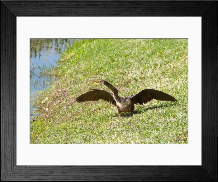 Framed Print : A large anhinga bird just out of the water stretches its wings and neck to dry them in the sun Framed Print : A large anhinga bird just out of the water stretches its wings and neck to dry them in the sun