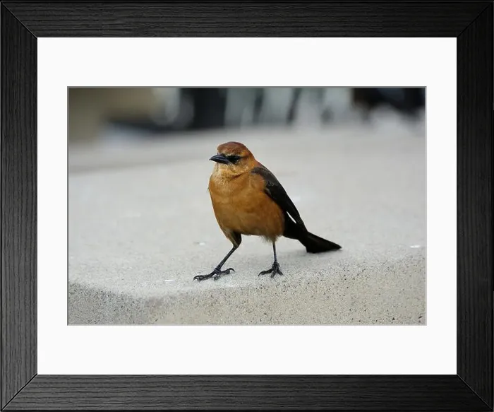 Framed Print : American Boat-tailed Grackle on the look out for food Framed Print : American Boat-tailed Grackle on the look out for food