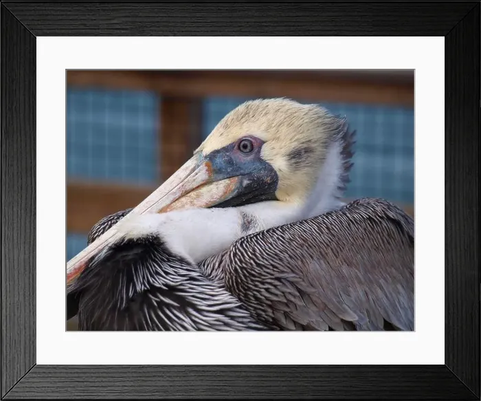 Framed Print : Closeup of the head of a wounded Pelican. Good details of eye Framed Print : Closeup of the head of a wounded Pelican. Good details of eye