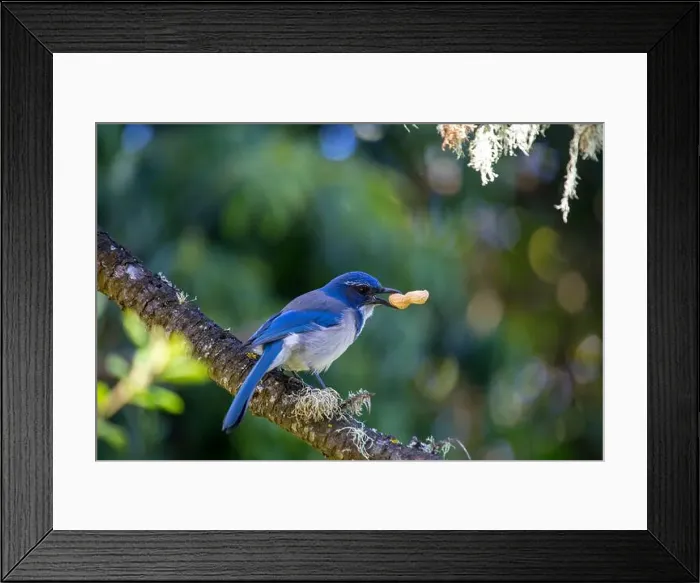 Framed Print : California Scrub jay (Aphelocoma californica) spotted outdoors Framed Print : California Scrub jay (Aphelocoma californica) spotted outdoors