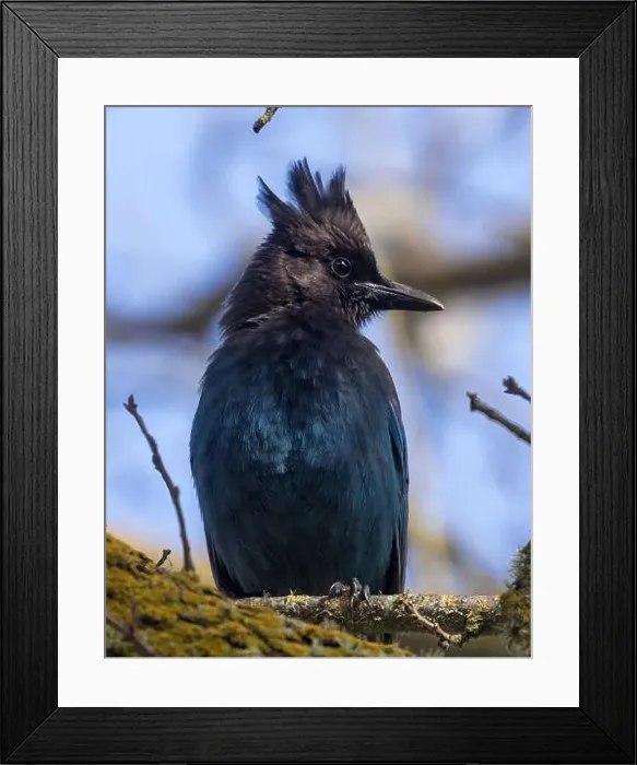 Framed Print : Steller's Jay Perched on a Tree. Santa Clara County, California, USA